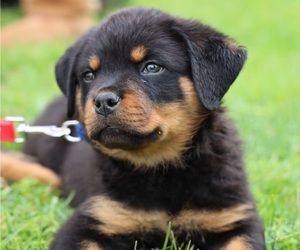 Rottweiler Dog for Adoption in VICTORVILLE, California USA