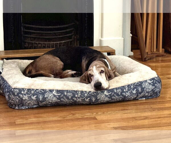 Medium Photo #2 Basset Hound Puppy For Sale in Brookville, OH, USA