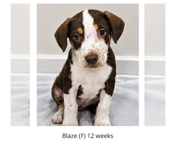Medium Photo #1 Labrador Retriever-Unknown Mix Puppy For Sale in Oakhurst, NJ, USA