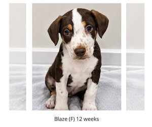 Labrador Retriever-Unknown Mix Dogs for adoption in Oakhurst, NJ, USA