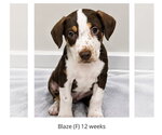 Small Labrador Retriever Mix