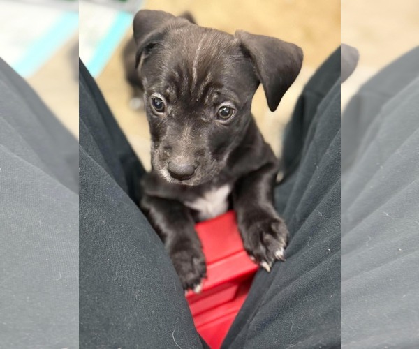 Medium Photo #3 Labbe Puppy For Sale in Anchorage, AK, USA