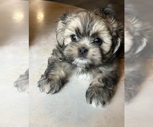 Lhasa Apso Puppy for sale in WASHOUGAL, WA, USA