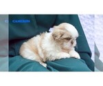 Small #9 Shih Tzu