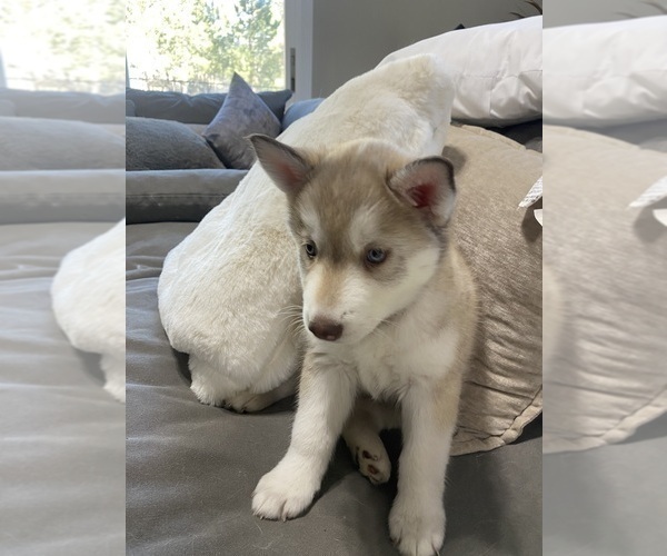 Medium Photo #9 Siberian Husky Puppy For Sale in PEYTON, CO, USA