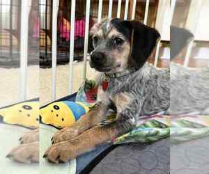 Mutt Dogs for adoption in Springdale, PA, USA