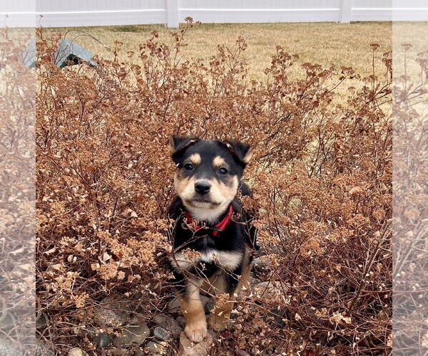Medium Photo #5 Mutt Puppy For Sale in Fargo, ND, USA