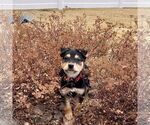 Small #4 Mutt