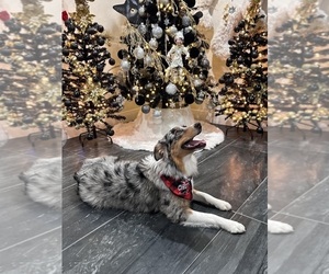 Mother of the Australian Shepherd puppies born on 11/21/2025