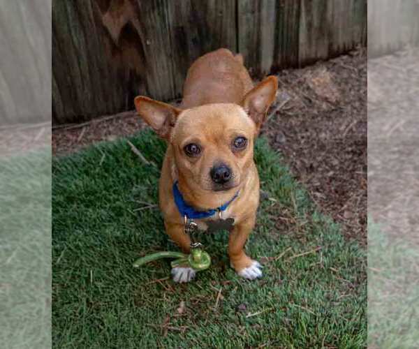 Medium Photo #5 Chihuahua Puppy For Sale in Kennesaw, GA, USA