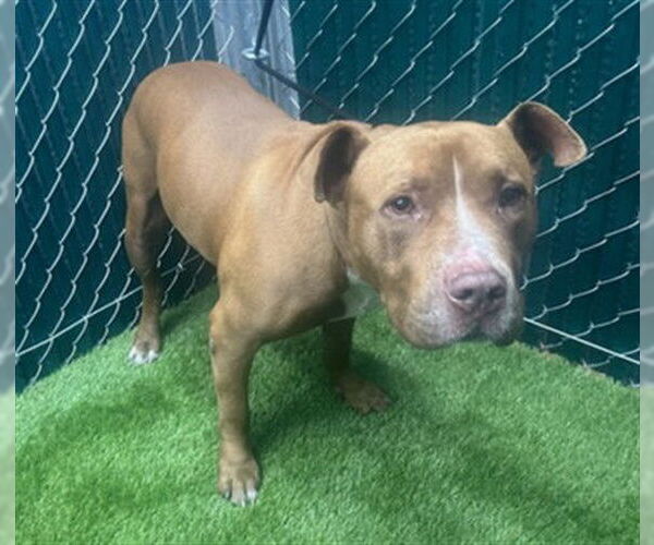 Medium Photo #1 American Pit Bull Terrier Puppy For Sale in Downey, CA, USA