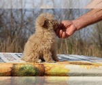 Small #20 Poodle (Toy)