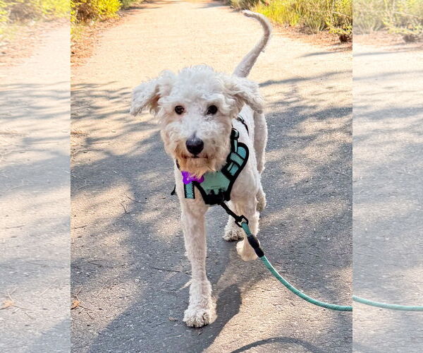 Medium Photo #5 Maltese-Unknown Mix Puppy For Sale in Corona, CA, USA