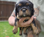 Puppy 1 Cavalier King Charles Spaniel