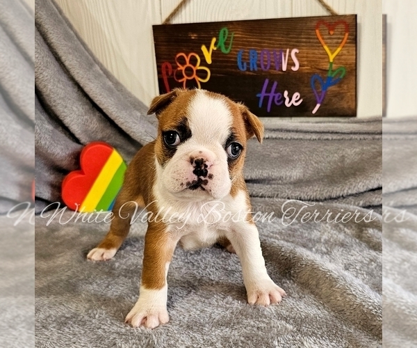 Medium Photo #1 Boston Terrier Puppy For Sale in MULBERRY, AR, USA