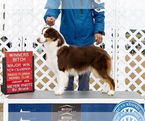 Mother of the Miniature American Shepherd puppies born on 06/25/2025