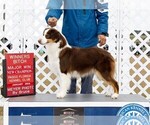 Small Photo #1 Miniature American Shepherd Puppy For Sale in GARYSBURG, NC, USA
