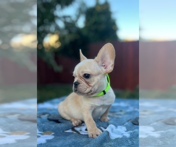 Medium Photo #5 French Bulldog Puppy For Sale in SACRAMENTO, CA, USA