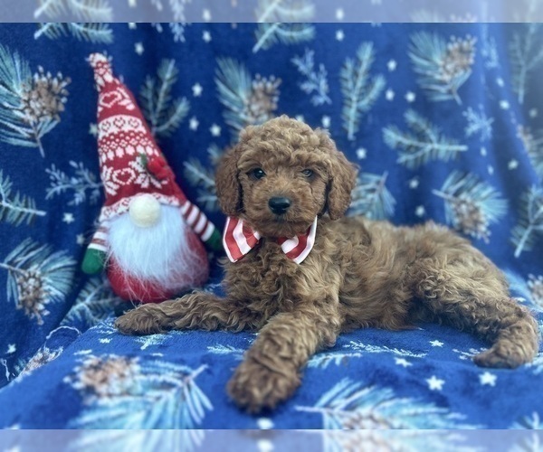 Medium Photo #8 Cock-A-Poo Puppy For Sale in LAKELAND, FL, USA