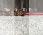 Small #4 Miniature Pinscher