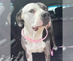 Mutt Dogs for adoption in Tracy, CA, USA