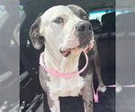 DARIA - Female Mutt Dog for Adoption - Small photo