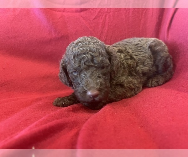 Medium Photo #3 Labradoodle Puppy For Sale in CROCKETT, TX, USA