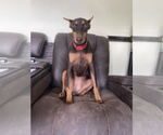 Small #7 Doberman Pinscher