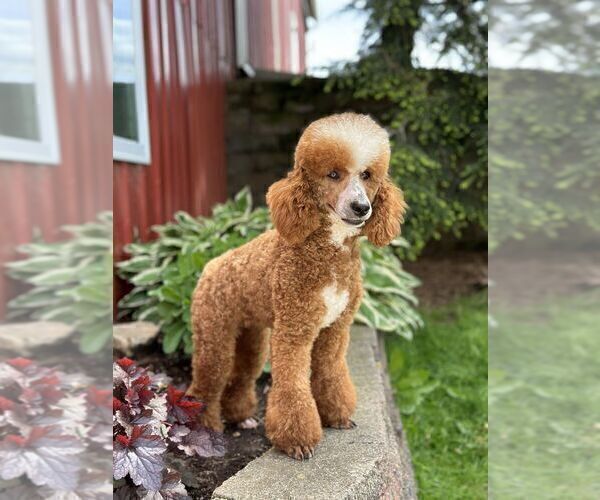 Medium Photo #1 Poodle (Miniature) Puppy For Sale in LITITZ, PA, USA