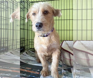 Dulce - Female Mutt Dog for Adoption - Photo #3