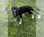 Puppy Orange Girl German Shepherd Dog