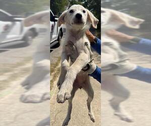 Labrador Retriever-Unknown Mix Dogs for adoption in San Antonio, TX, USA
