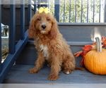 Image preview for Ad Listing. Nickname: Rosie