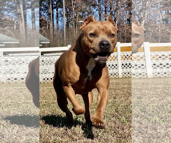Medium Photo #4 American Pit Bull Terrier Puppy For Sale in Virginia Beach, VA, USA