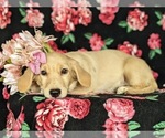 Small Photo #2 Goldendoodle-Mutt Mix Puppy For Sale in KIRKWOOD, PA, USA