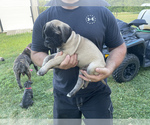 Small Photo #9 Bullmastiff Puppy For Sale in LAPEER, MI, USA
