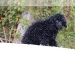 Small #14 Poodle (Miniature)