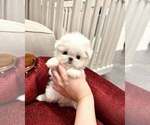 Small #3 Maltese