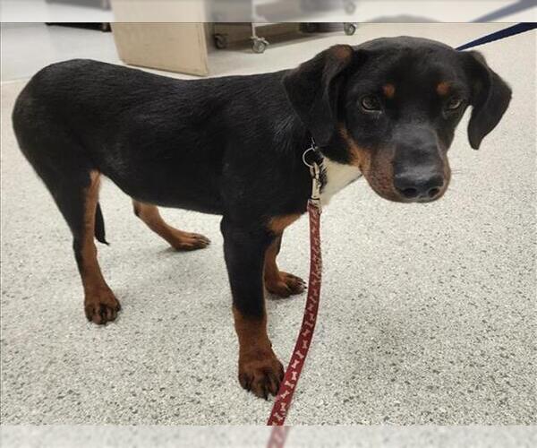 Medium Photo #1 Black Mouth Cur-Doberman Pinscher Mix Puppy For Sale in Conroe, TX, USA
