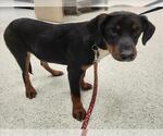 Small Black Mouth Cur-Doberman Pinscher Mix