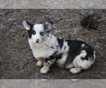 Small Photo #3 Pembroke Welsh Corgi Puppy For Sale in OROFINO, ID, USA