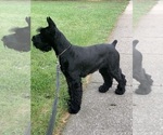 Small #9 Schnauzer (Giant)