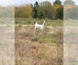English Setter Puppy for sale in ATHENS, WI, USA