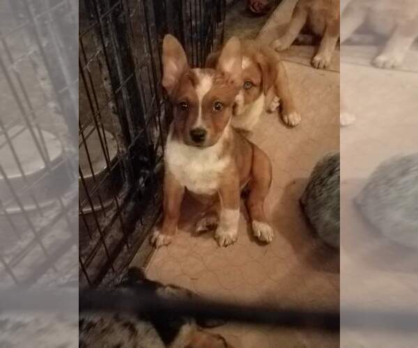 Medium Photo #8 Texas Heeler Puppy For Sale in PAOLA, KS, USA