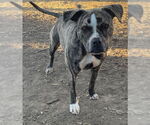 Small #1 American Pit Bull Terrier-American Staffordshire Terrier Mix