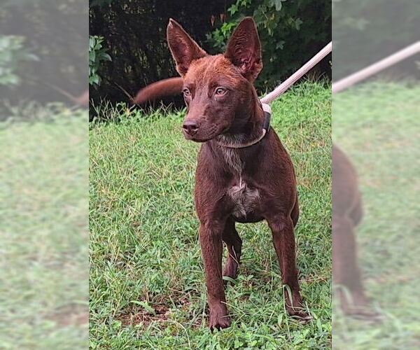 Medium Photo #2 Mutt Puppy For Sale in Wetumpka, AL, USA