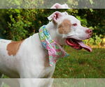 Small #23 American Bulldog Mix