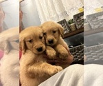 Small Photo #2 Golden Retriever Puppy For Sale in WARWICK, RI, USA