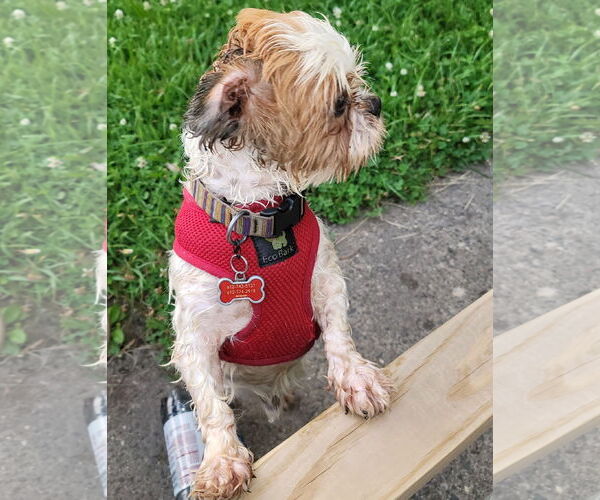 Medium Photo #3 Shih Tzu Puppy For Sale in St. Louis Park, MN, USA