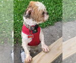 Small #2 Shih Tzu